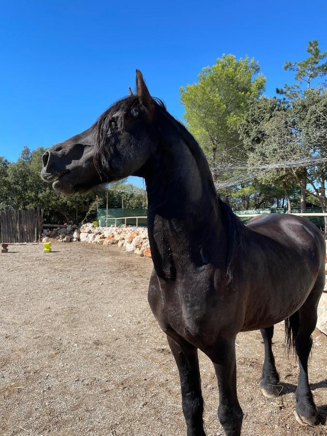 Les Gites Du Parc Animalier De Ginasservis المظهر الخارجي الصورة