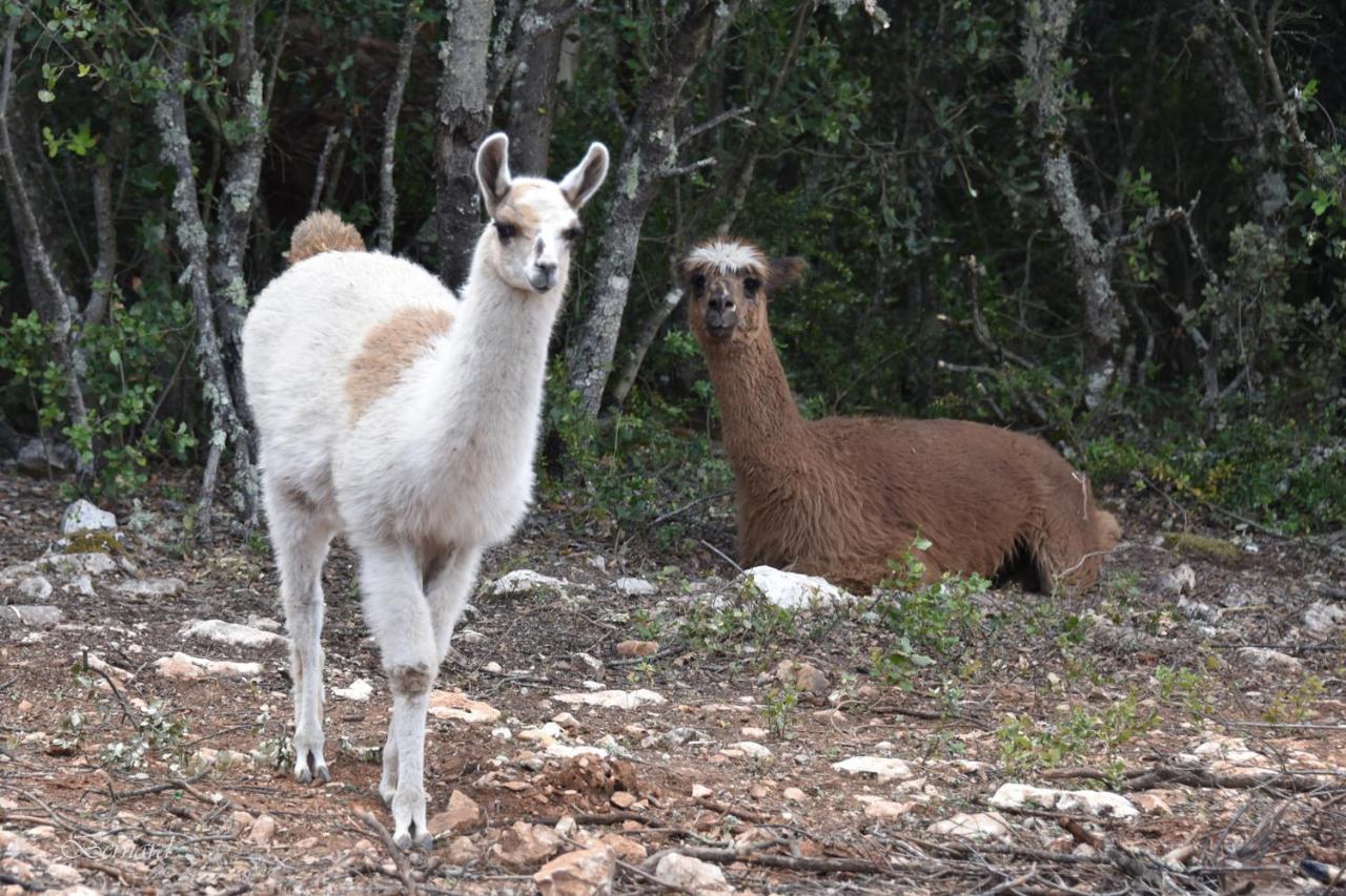 Les Gites Du Parc Animalier De Ginasservis المظهر الخارجي الصورة