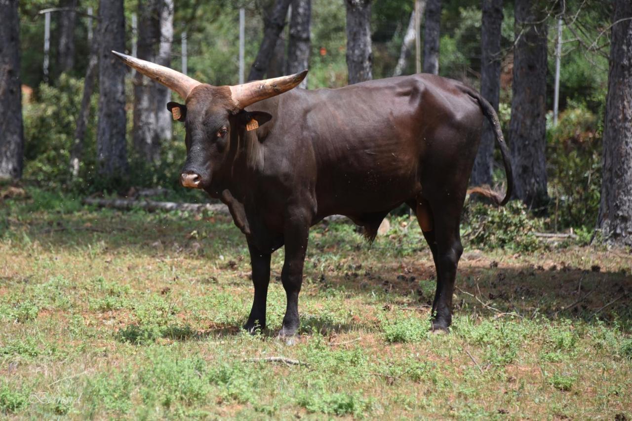 Les Gites Du Parc Animalier De Ginasservis المظهر الخارجي الصورة